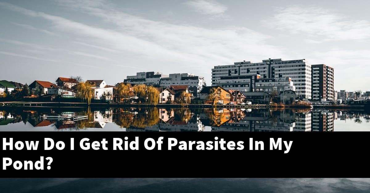 How Do I Get Rid Of Parasites In My Pond?