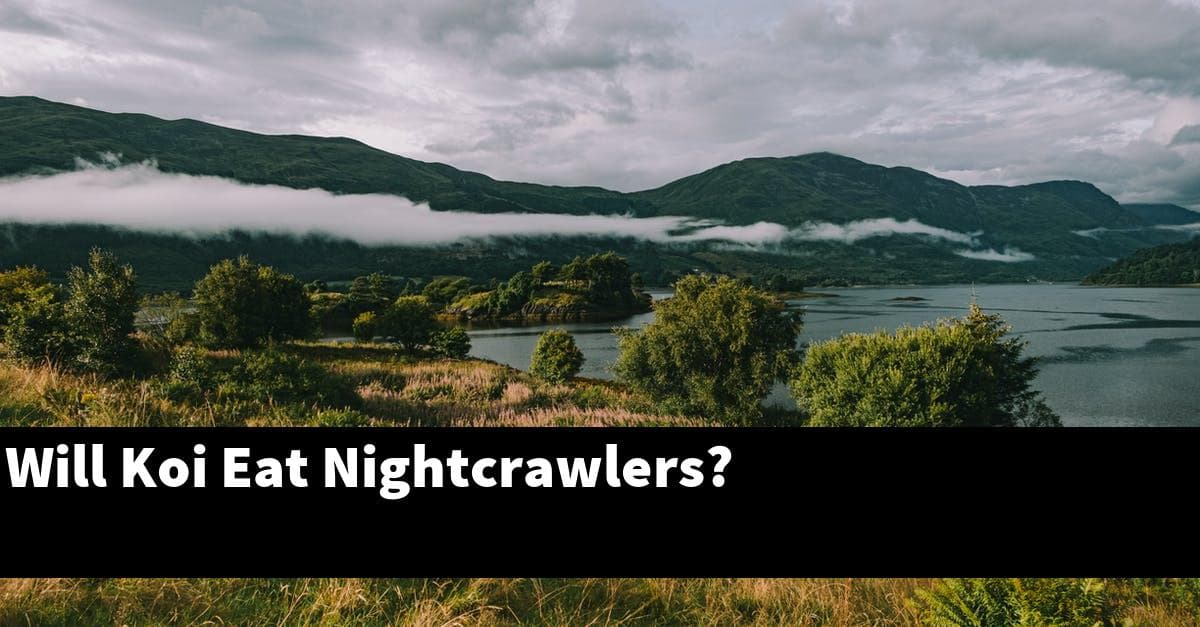 Will Koi Eat Nightcrawlers?