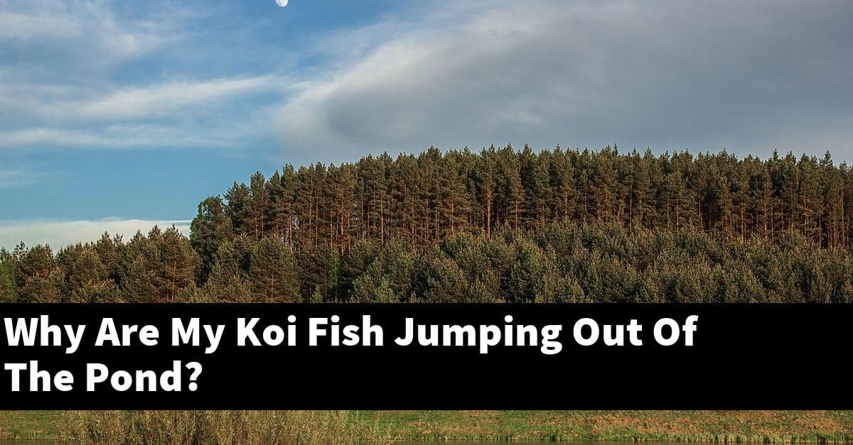 Why Are My Koi Fish Jumping Out Of The Pond?