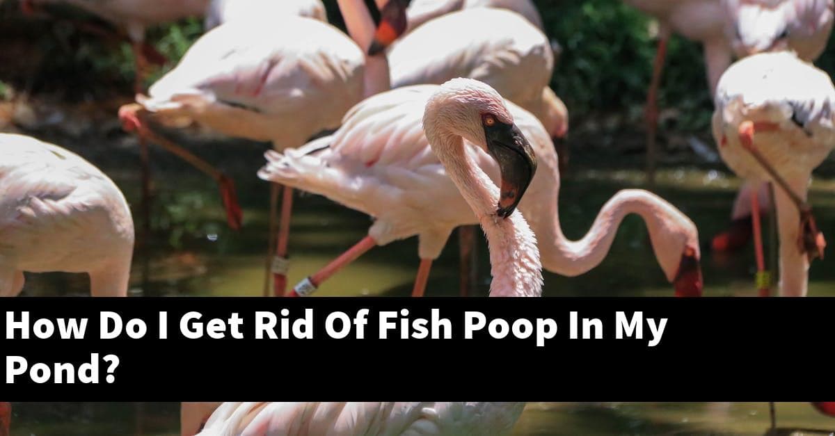 How Do I Get Rid Of Fish Poop In My Pond?