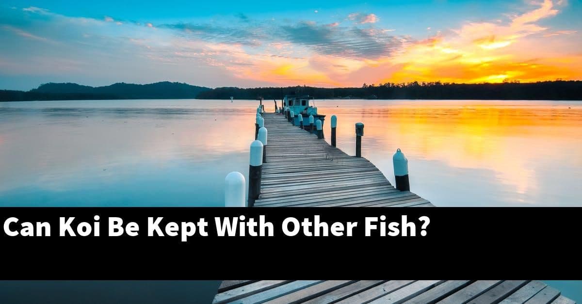 Can Koi Be Kept With Other Fish?