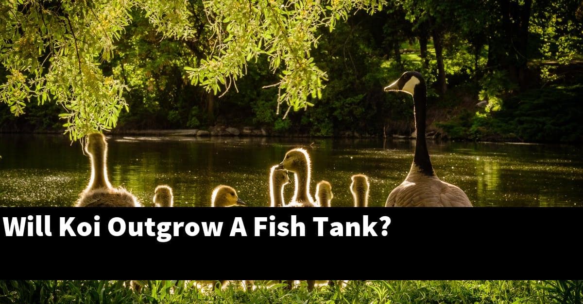 Will Koi Outgrow A Fish Tank?