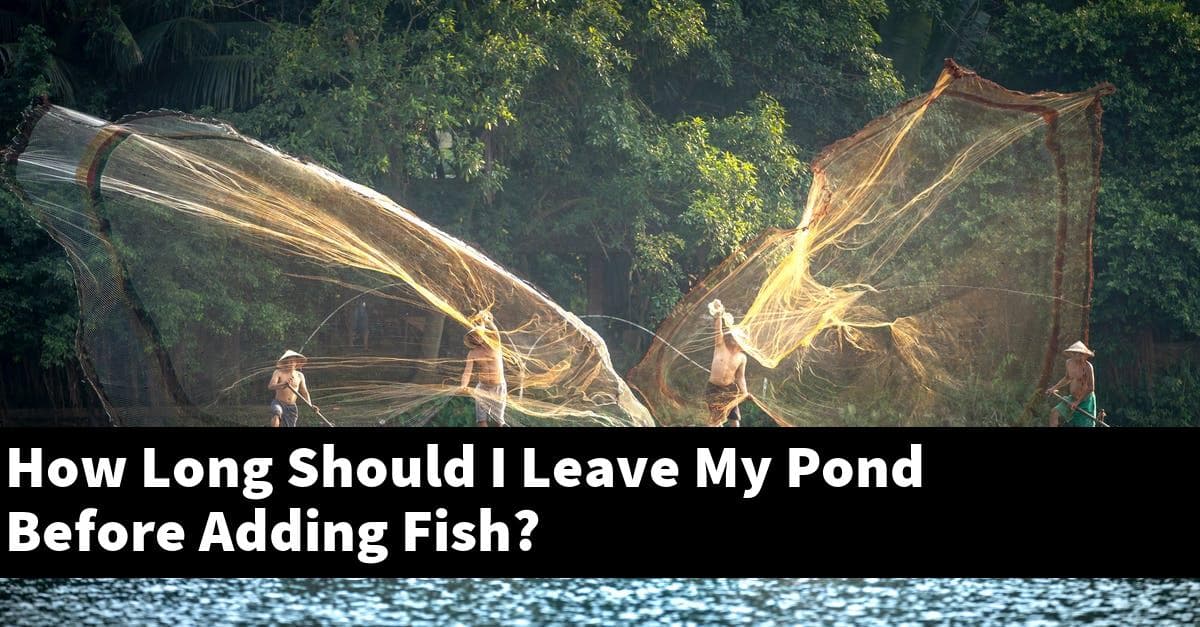 How Long Should I Leave My Pond Before Adding Fish?