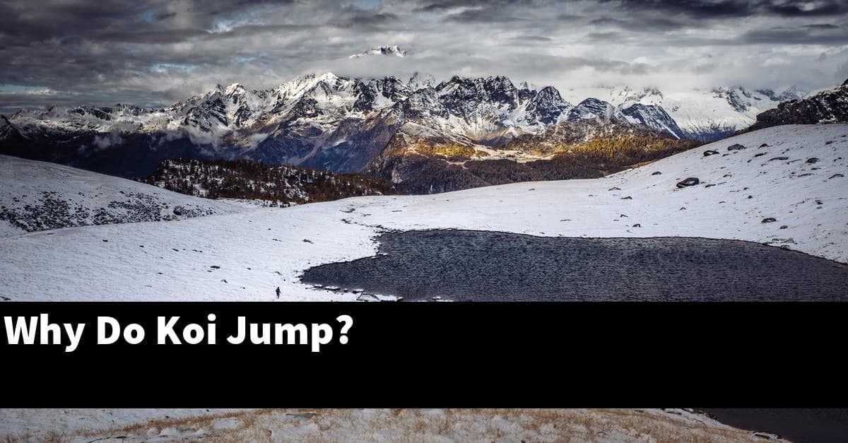 Why Do Koi Jump?