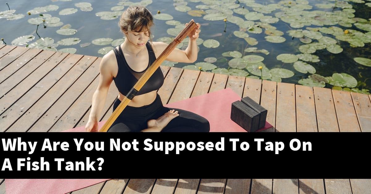Why Are You Not Supposed To Tap On A Fish Tank?