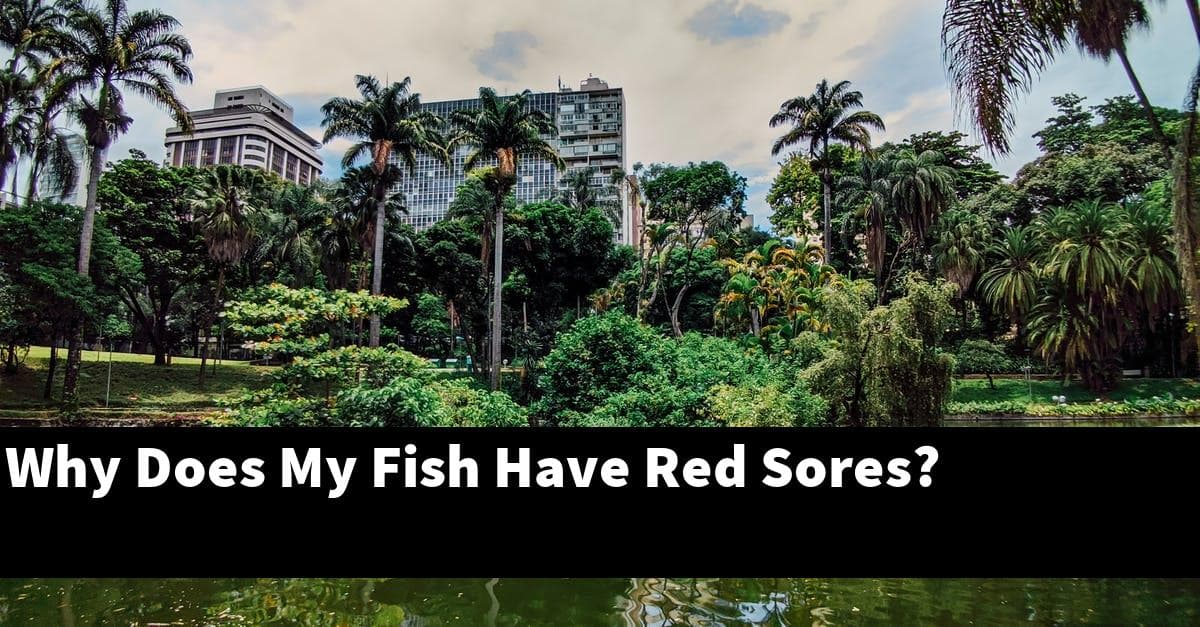 Why Does My Fish Have Red Sores?