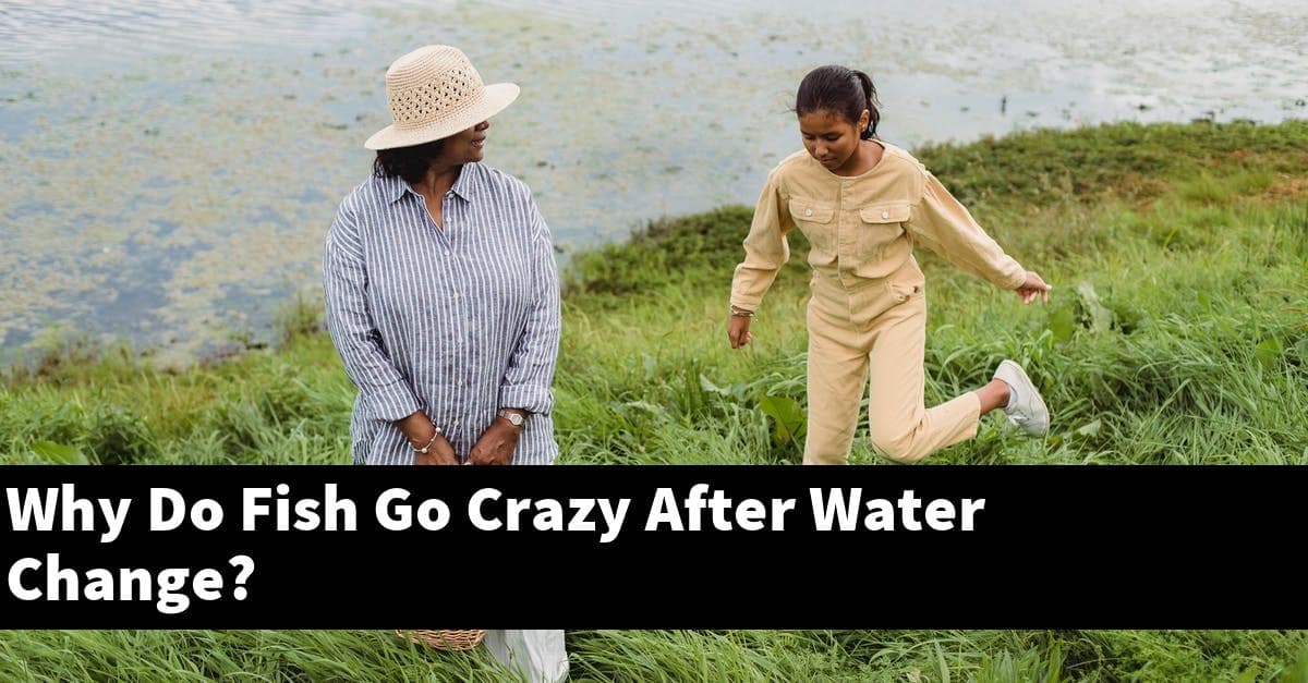 Why Do Fish Go Crazy After Water Change?