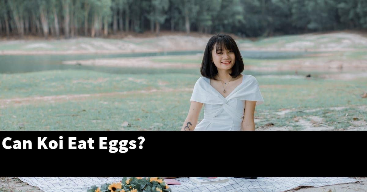 Can Koi Eat Eggs?