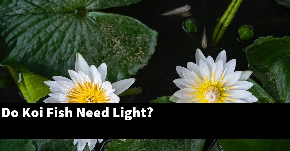 Do Koi Fish Need Light?