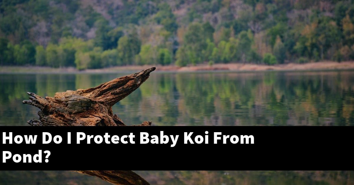 How Do I Protect Baby Koi From Pond?