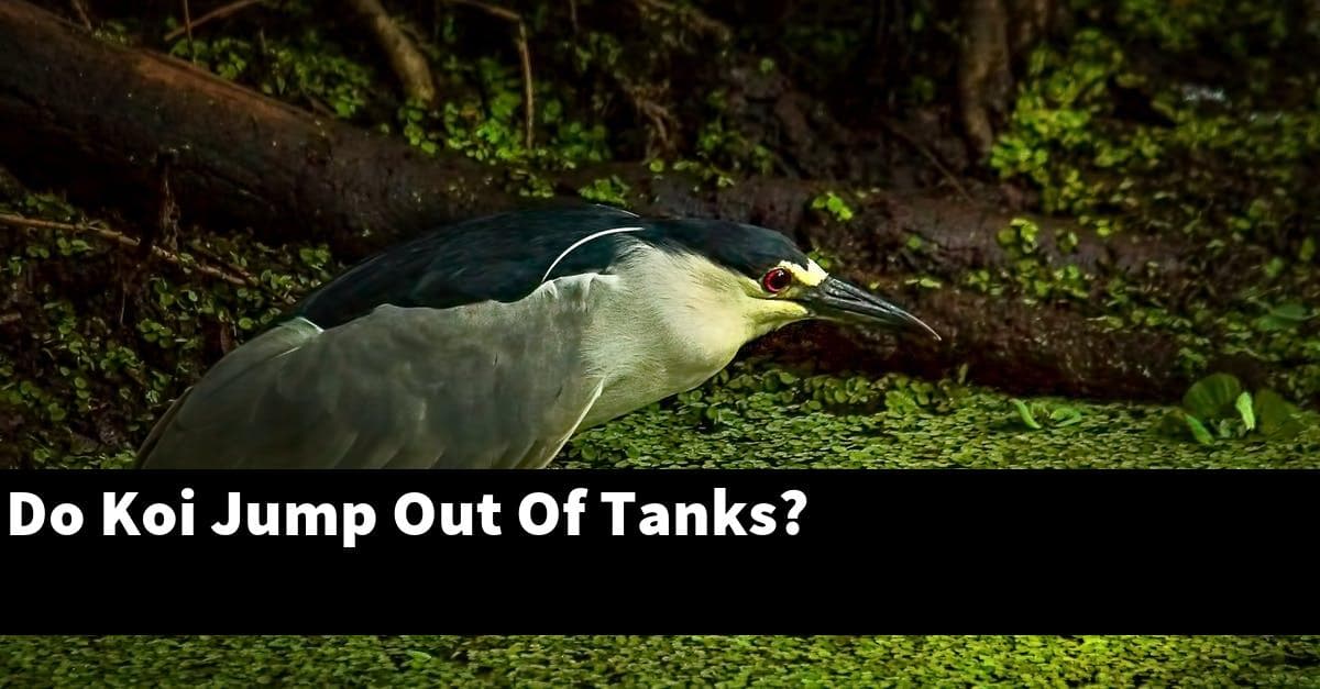Do Koi Jump Out Of Tanks?