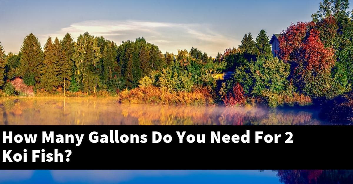 How Many Gallons Do You Need For 2 Koi Fish?