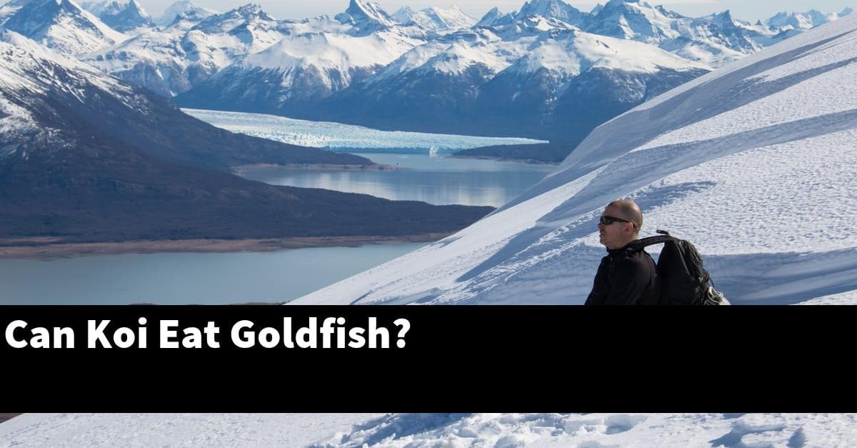 Can Koi Eat Goldfish?