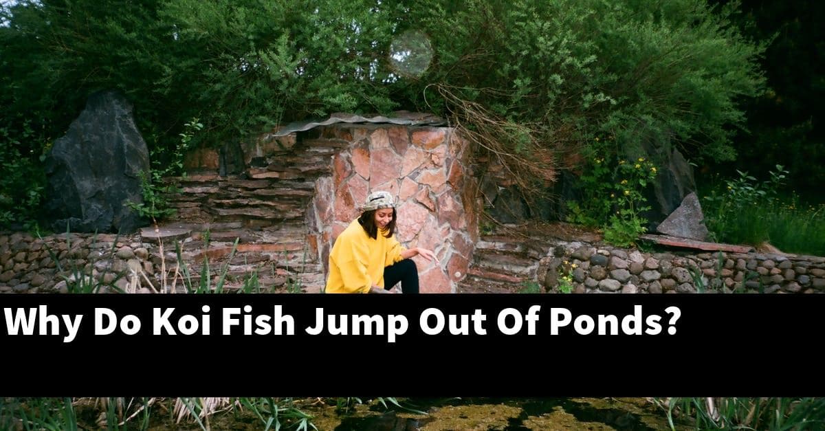 Why Do Koi Fish Jump Out Of Ponds?