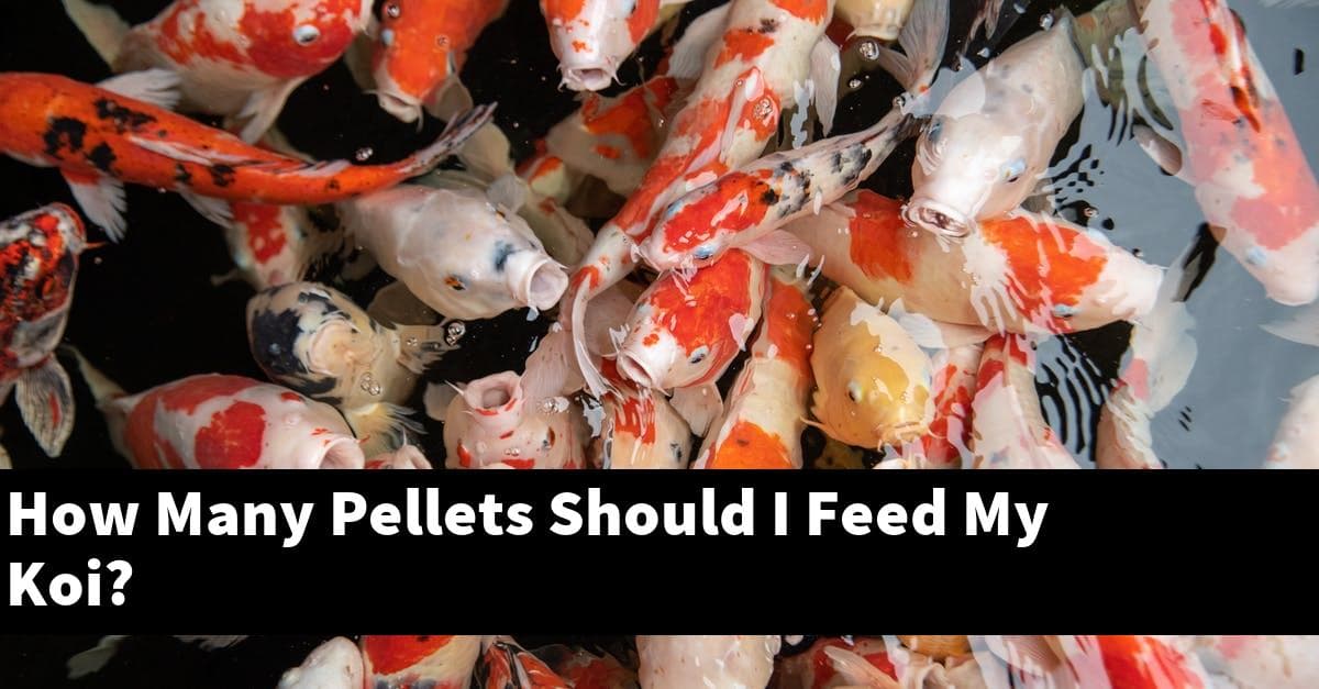 How Many Pellets Should I Feed My Koi?