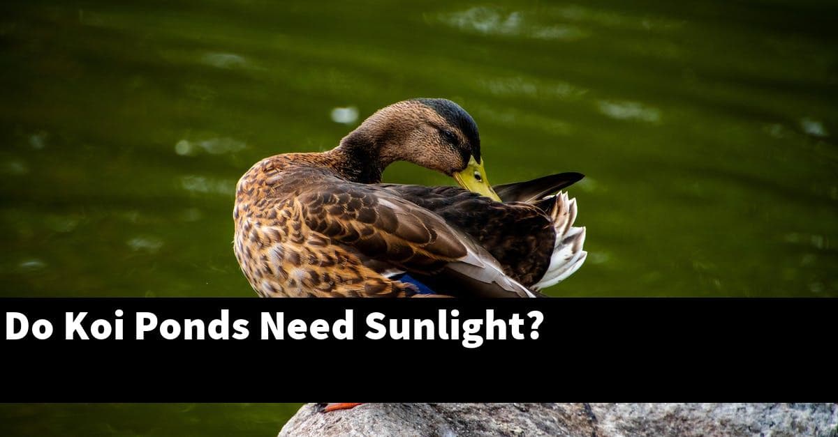 Do Koi Ponds Need Sunlight?