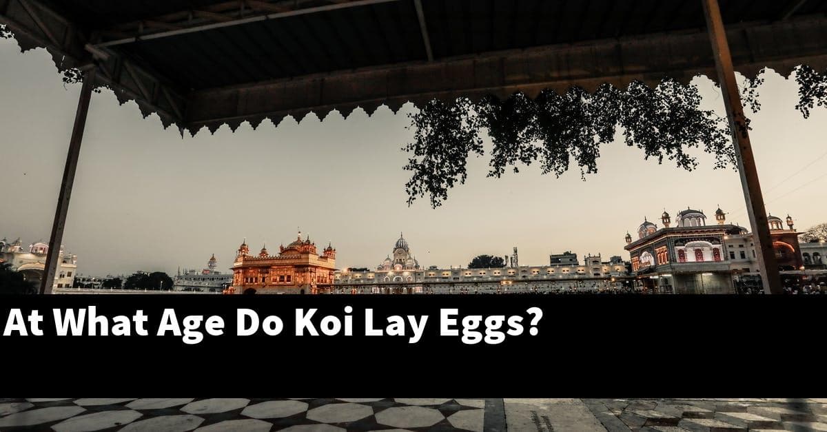 At What Age Do Koi Lay Eggs?