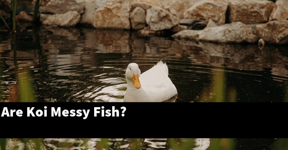 Are Koi Messy Fish?