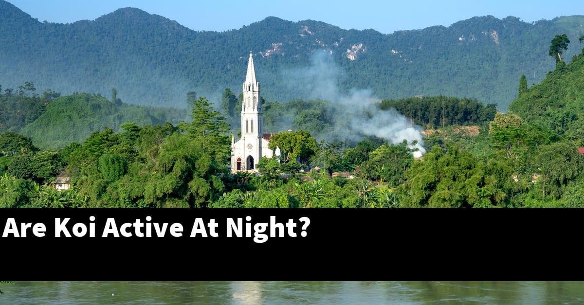Are Koi Active At Night?