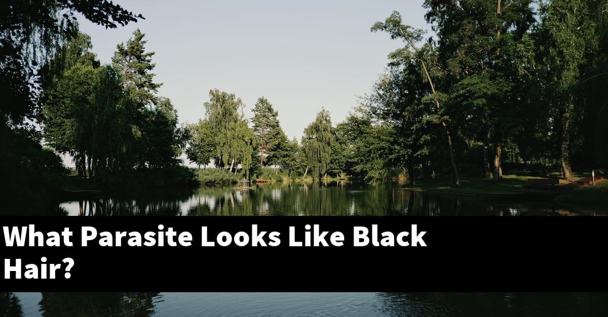 What Parasite Looks Like Black Hair?