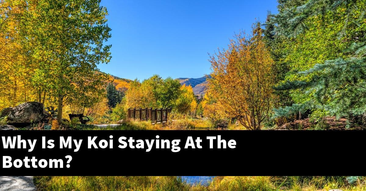 Why Is My Koi Staying At The Bottom?