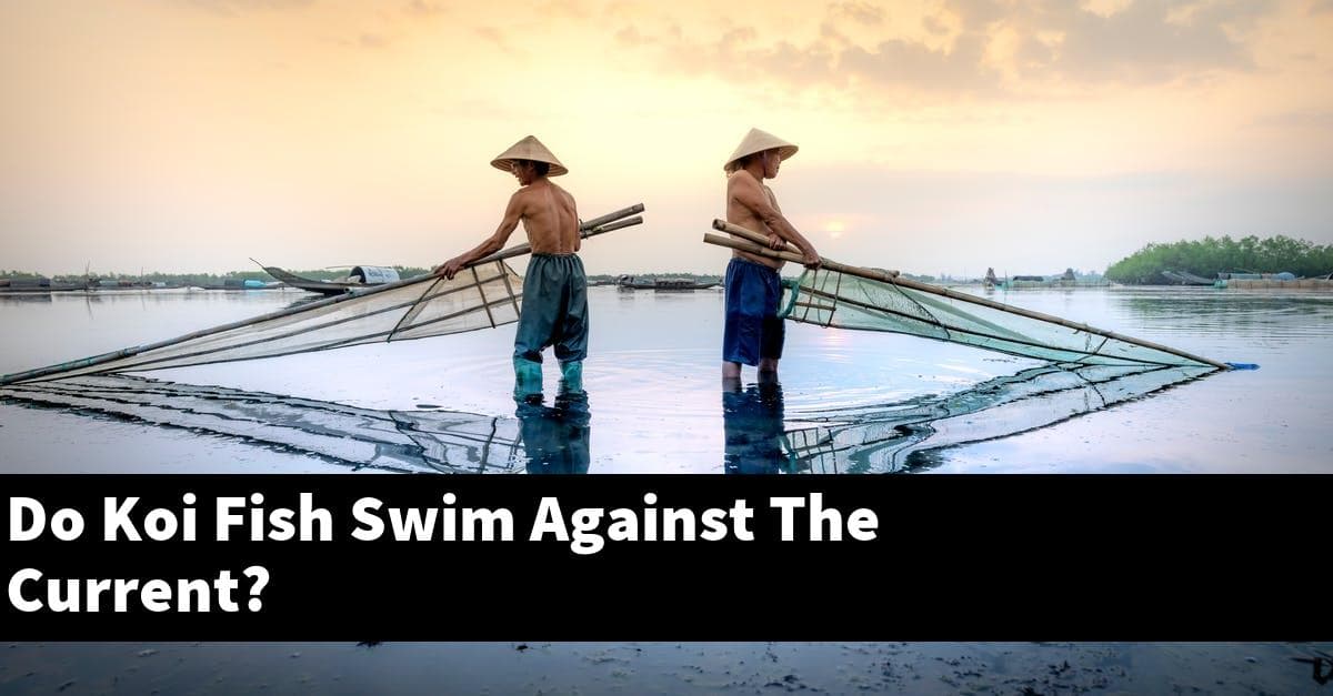 Do Koi Fish Swim Against The Current?