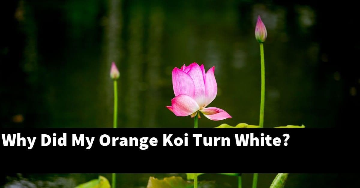 Why Did My Orange Koi Turn White?