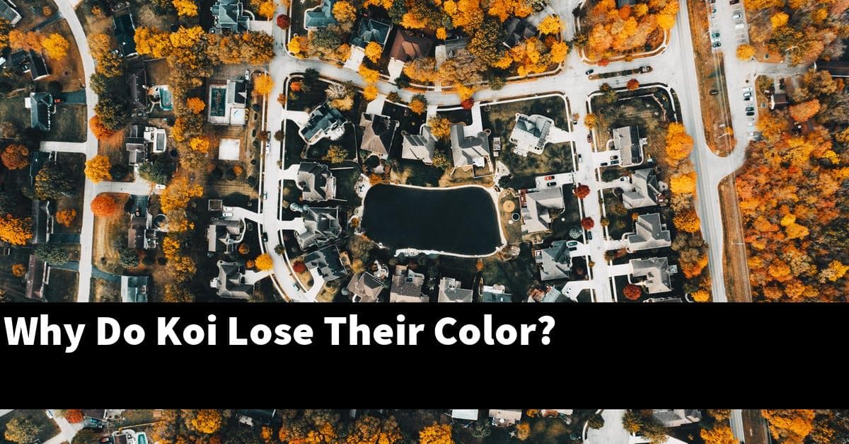 Why Do Koi Lose Their Color?