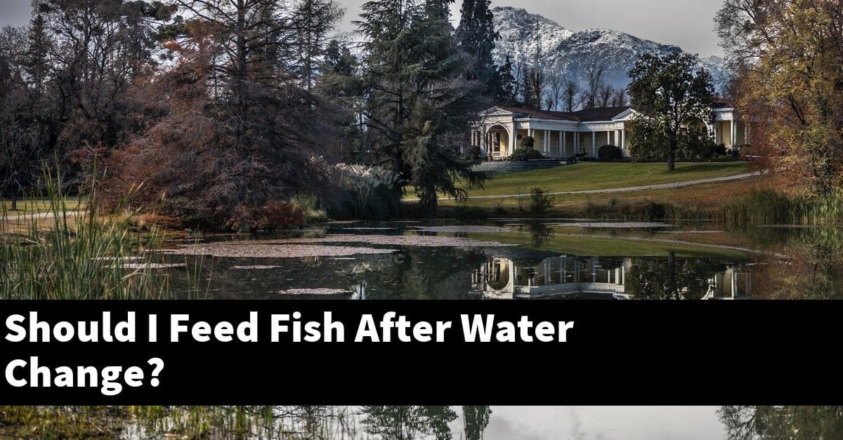 Should I Feed Fish After Water Change?