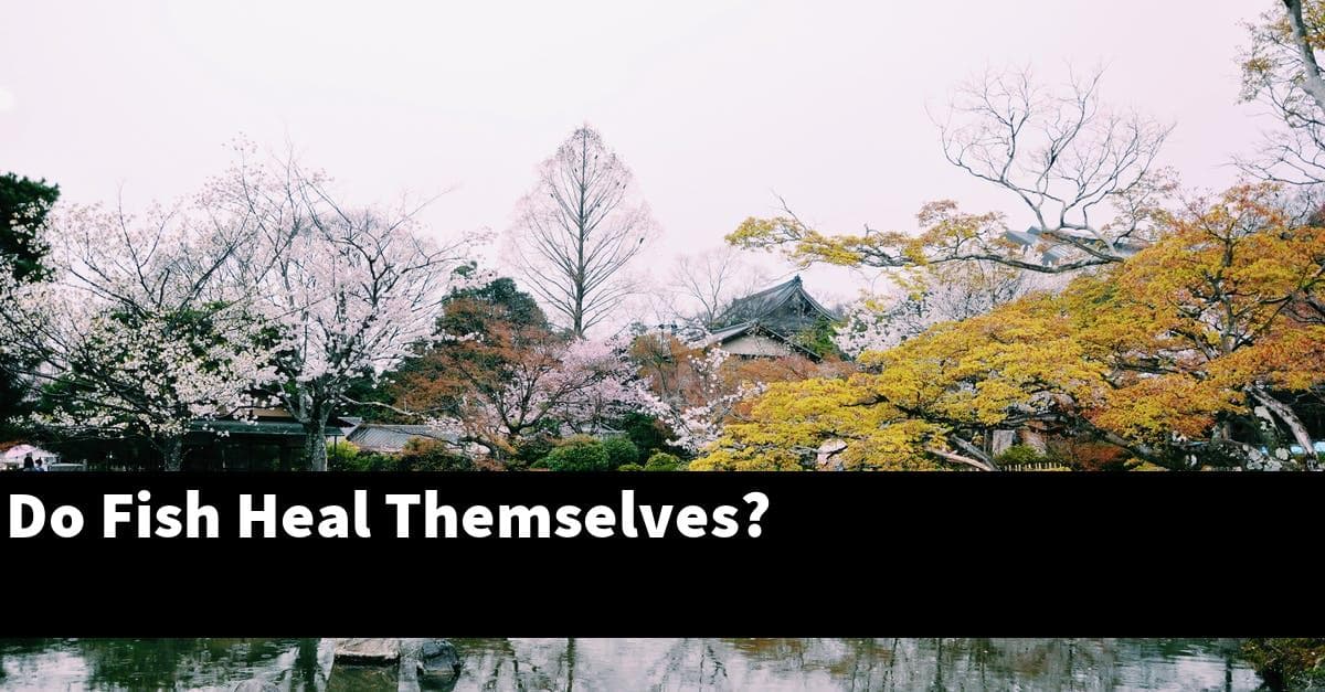 Do Fish Heal Themselves?