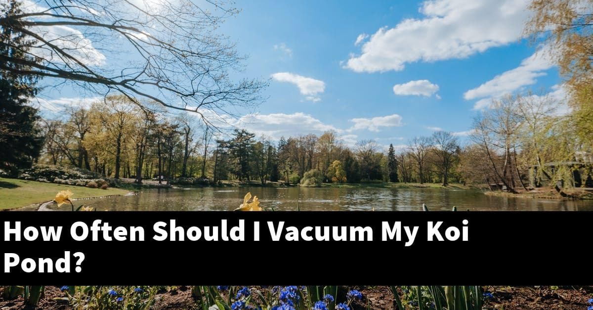 How Often Should I Vacuum My Koi Pond?