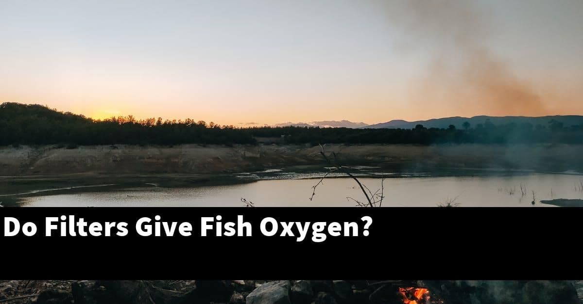 Do Filters Give Fish Oxygen?
