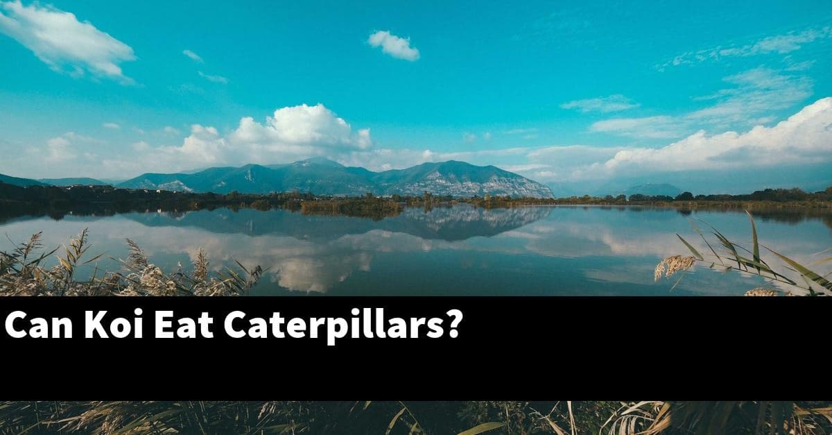 Can Koi Eat Caterpillars?