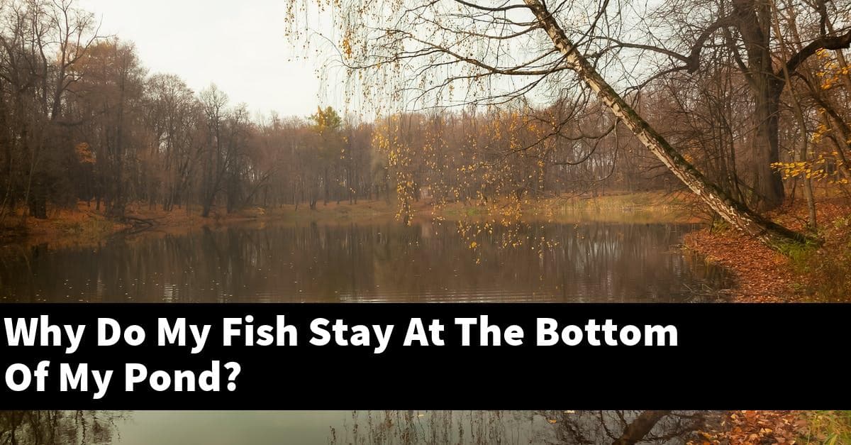 Why Do My Fish Stay At The Bottom Of My Pond?