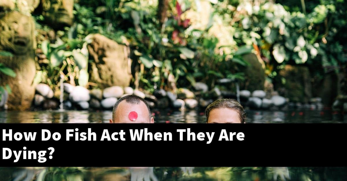 How Do Fish Act When They Are Dying?
