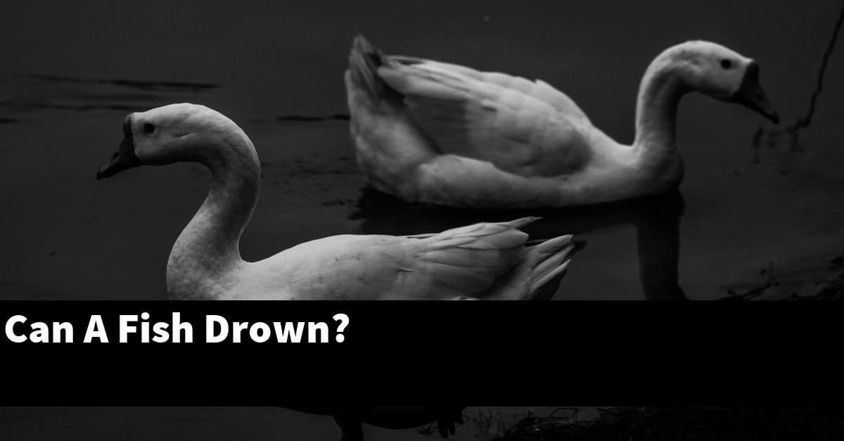 Can A Fish Drown?
