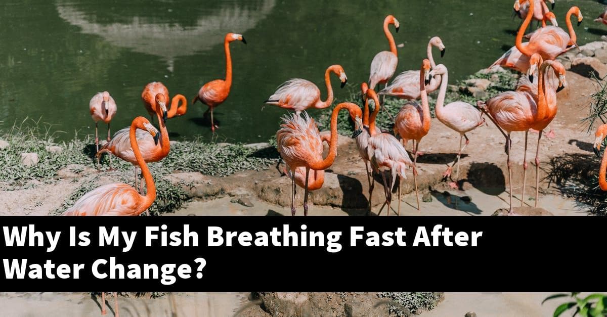 Why Is My Fish Breathing Fast After Water Change?