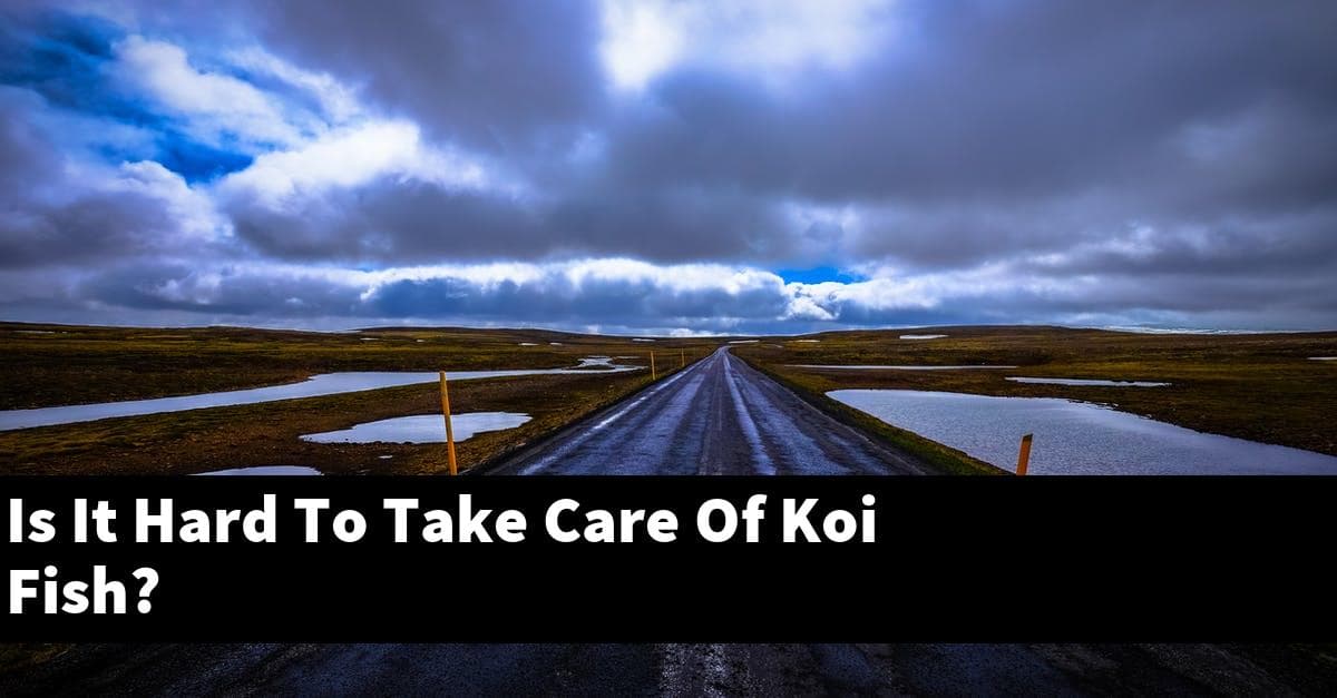 Is It Hard To Take Care Of Koi Fish?