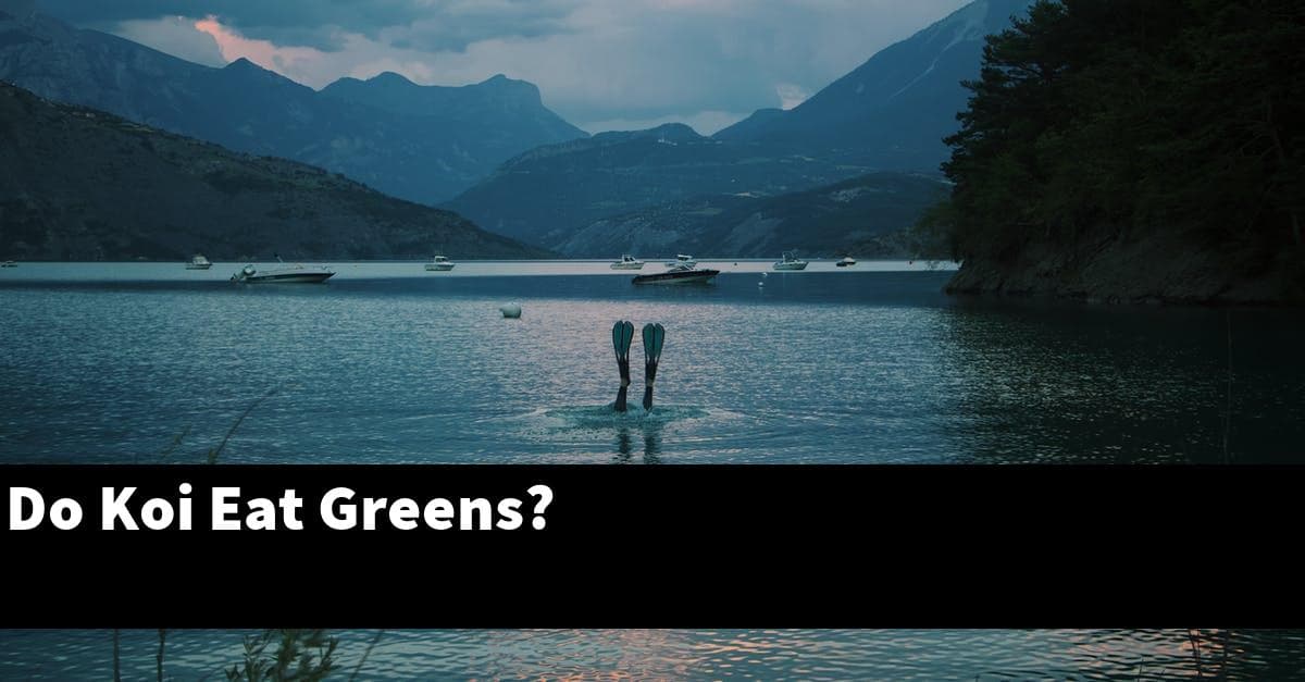 Do Koi Eat Greens?