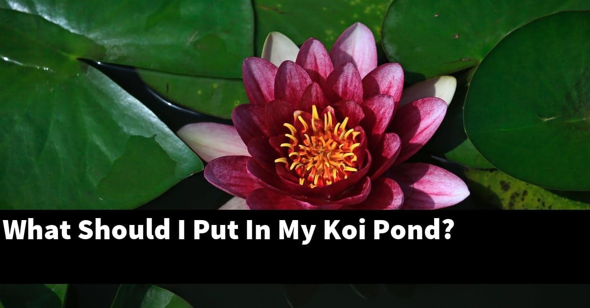 What Should I Put In My Koi Pond?