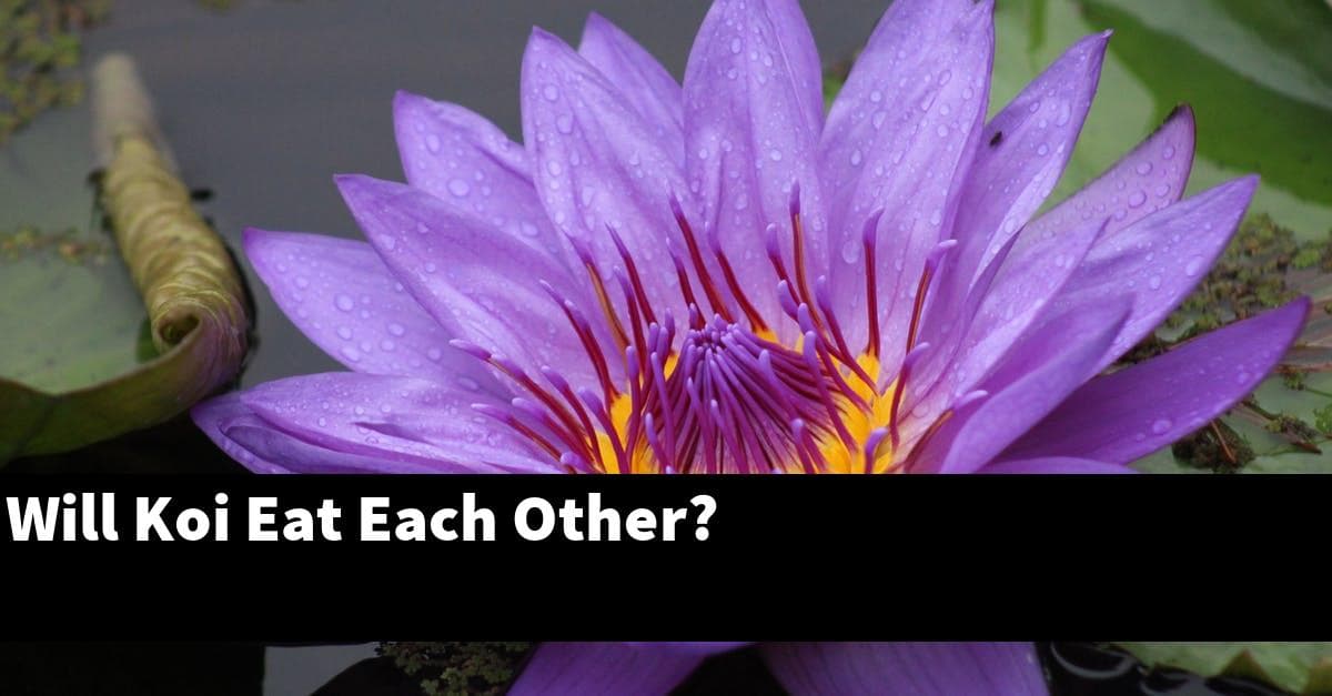 Will Koi Eat Each Other?