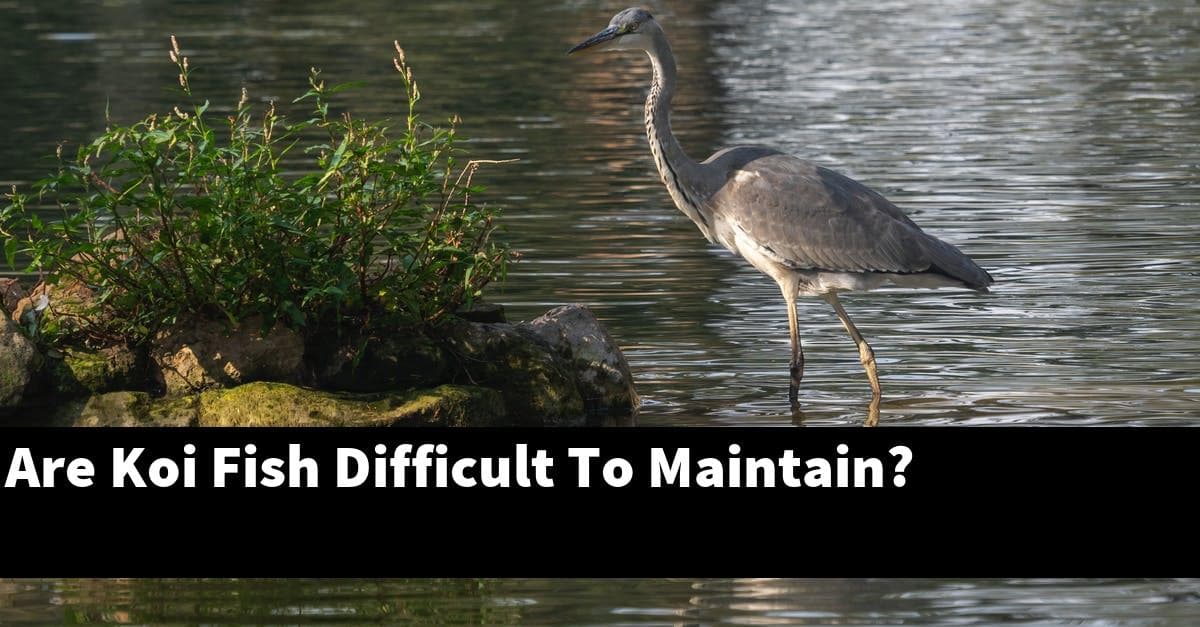 Are Koi Fish Difficult To Maintain?