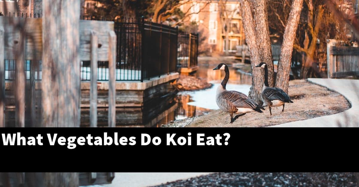 What Vegetables Do Koi Eat?