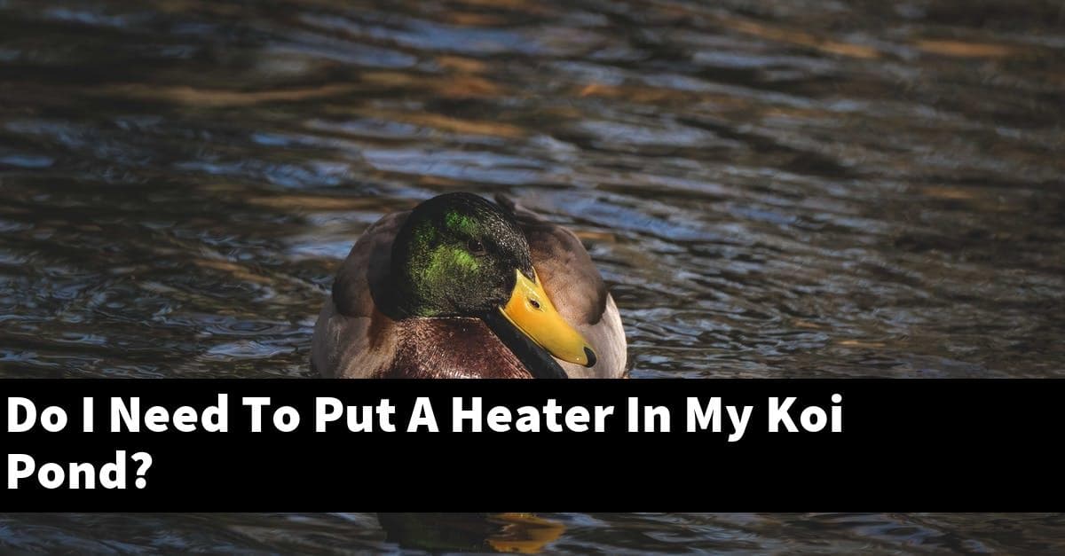 Do I Need To Put A Heater In My Koi Pond?