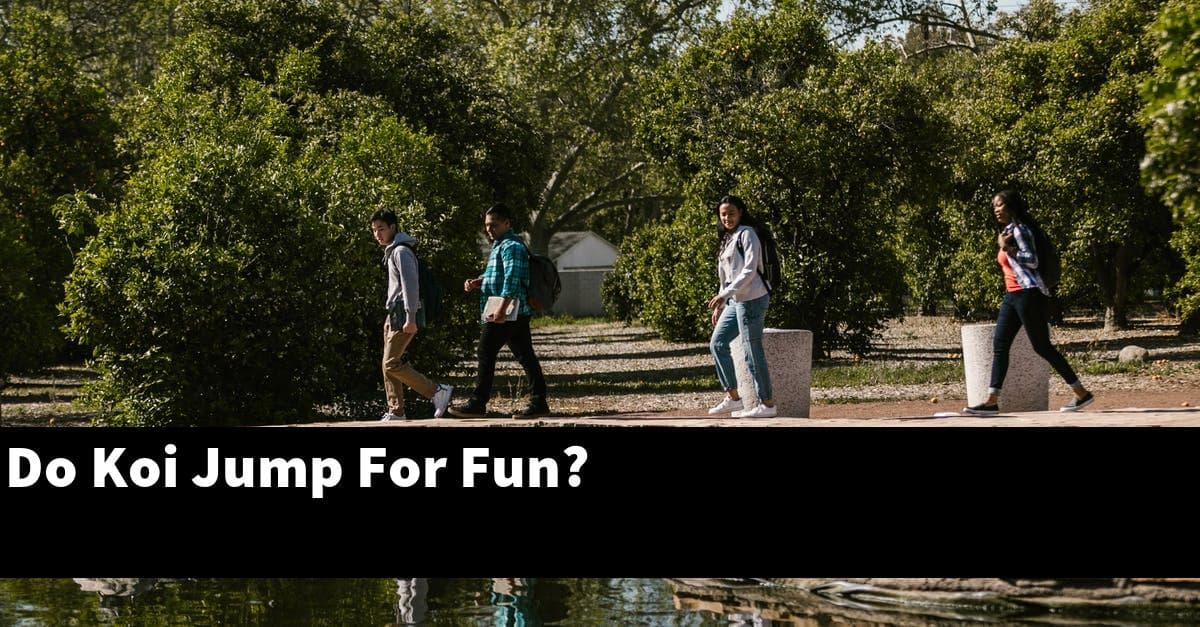 Do Koi Jump For Fun?