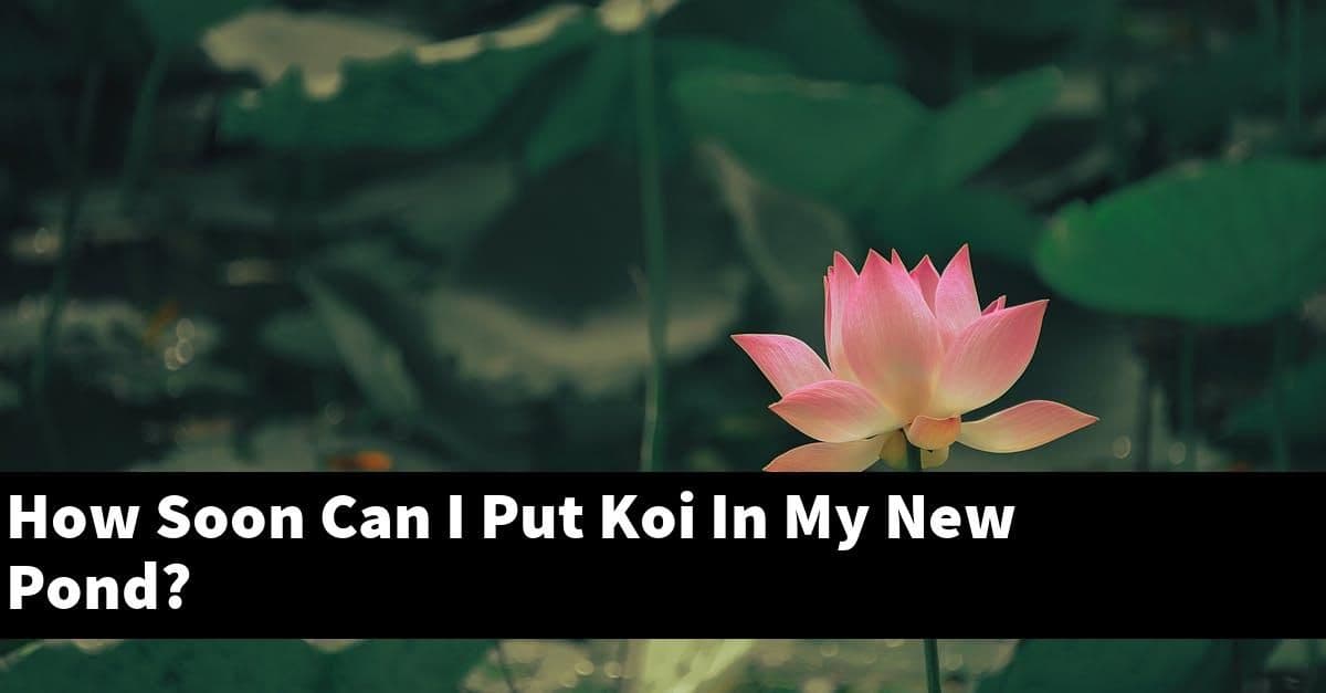 How Soon Can I Put Koi In My New Pond?