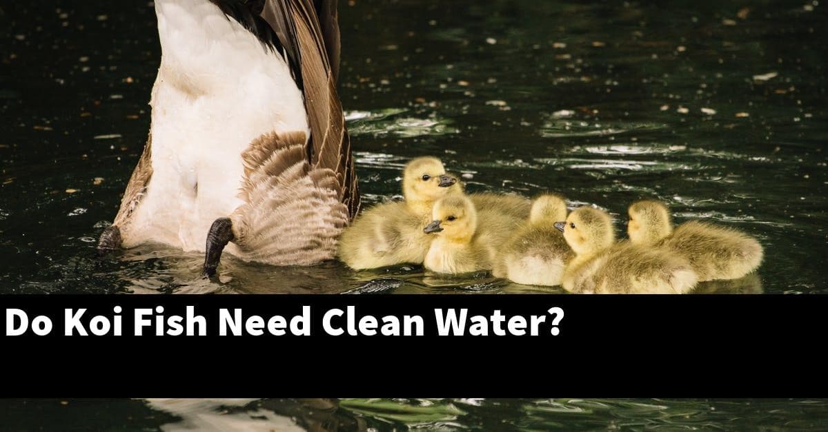 Do Koi Fish Need Clean Water?