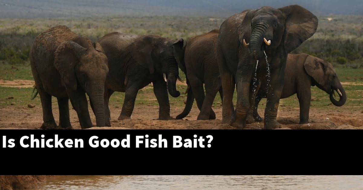 Is Chicken Good Fish Bait?