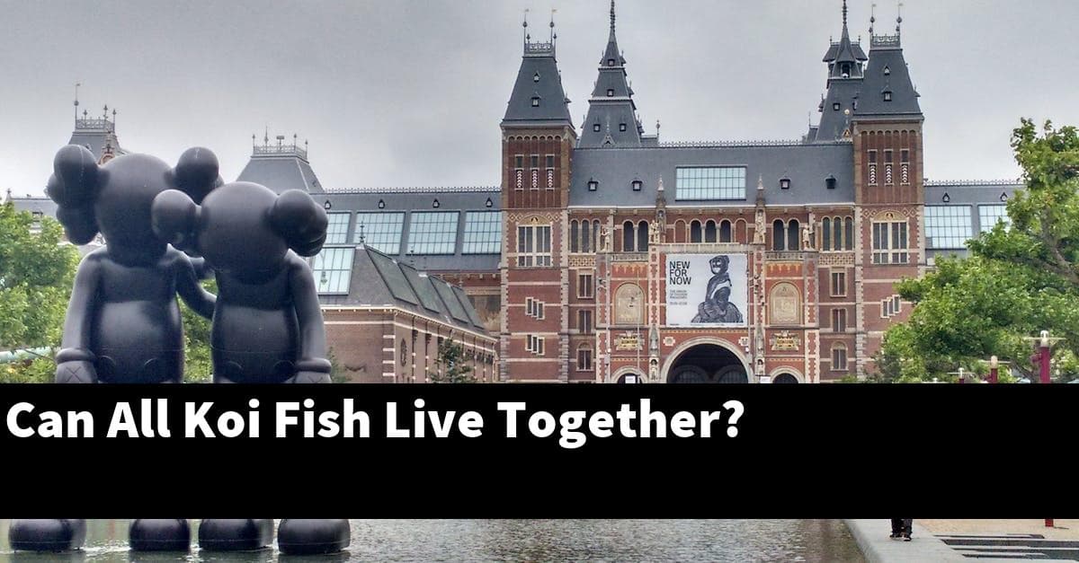 Can All Koi Fish Live Together?