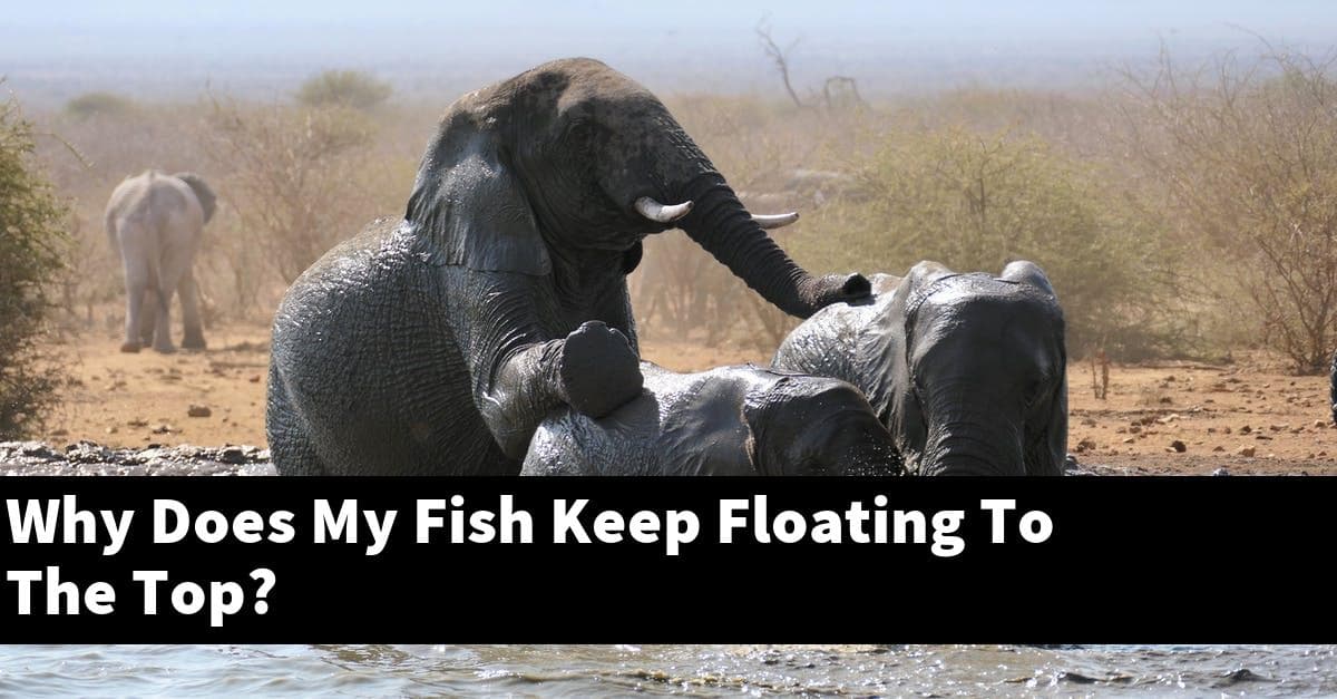 Why Does My Fish Keep Floating To The Top?